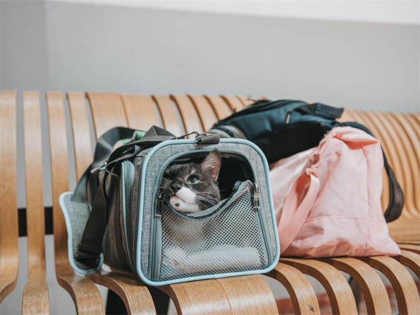 Kater Sushi ist zum ersten Mal mit dem Flugzeug unterwegs
