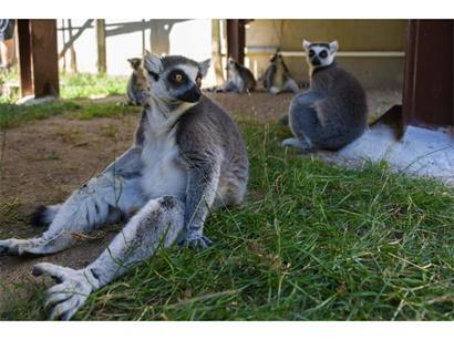 Kattas fressen am liebsten Gemüse, Blätter, Gras und Obst