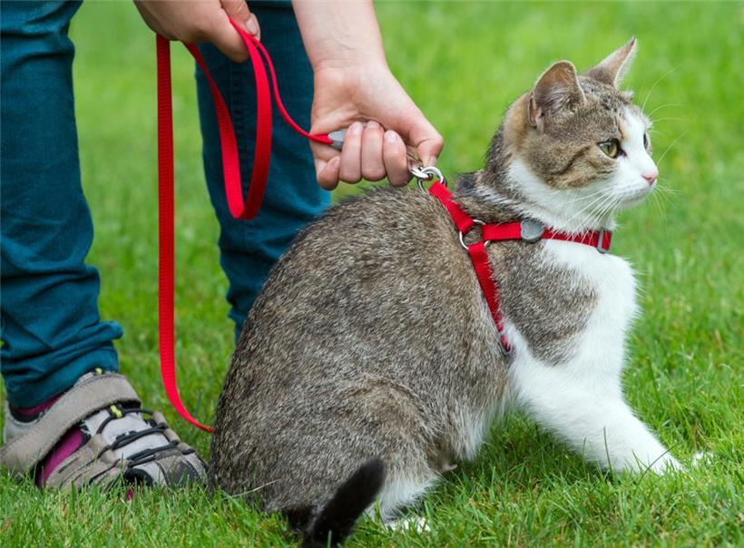 Katzen gehören laut vielen Experten nicht an die Leine
