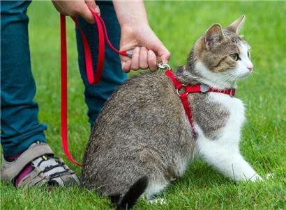Katzen gehören laut vielen Experten nicht an die Leine
