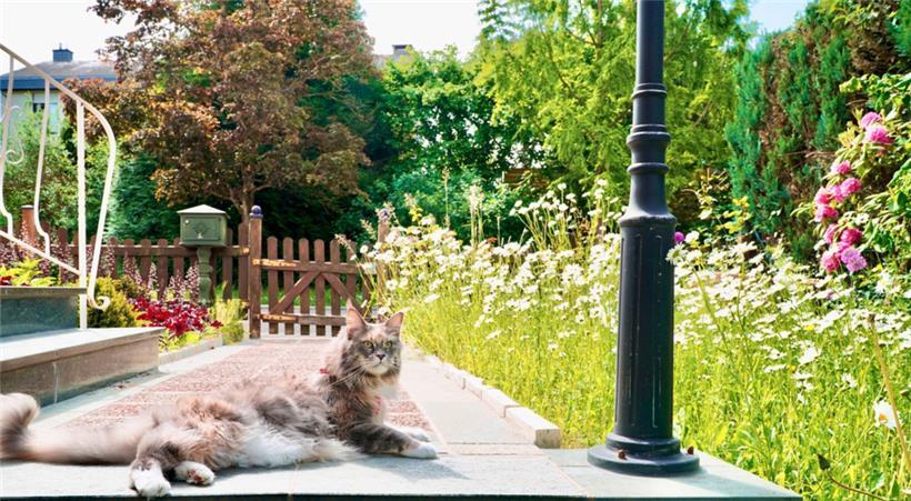 Katzen gehören zu den beliebtesten Haustieren, doch nicht jeder Gartenbesitzer ist erfreut, wenn fremde Stubentiger ihr Grundstück heimsuchen und unschöne Überraschungen in den Beeten hinterlassen
