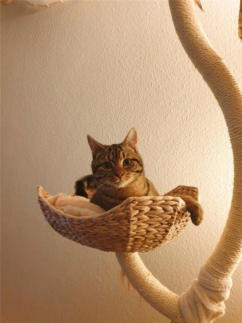 Katzen und Kater benötigen Rückzugsmöglichkeiten, besonders wenn sich ihr Alltag verändert. Kater Rollo liegt gerne in seinem Kratzbaum oder auf einem Stuhl unter dem Tisch.
