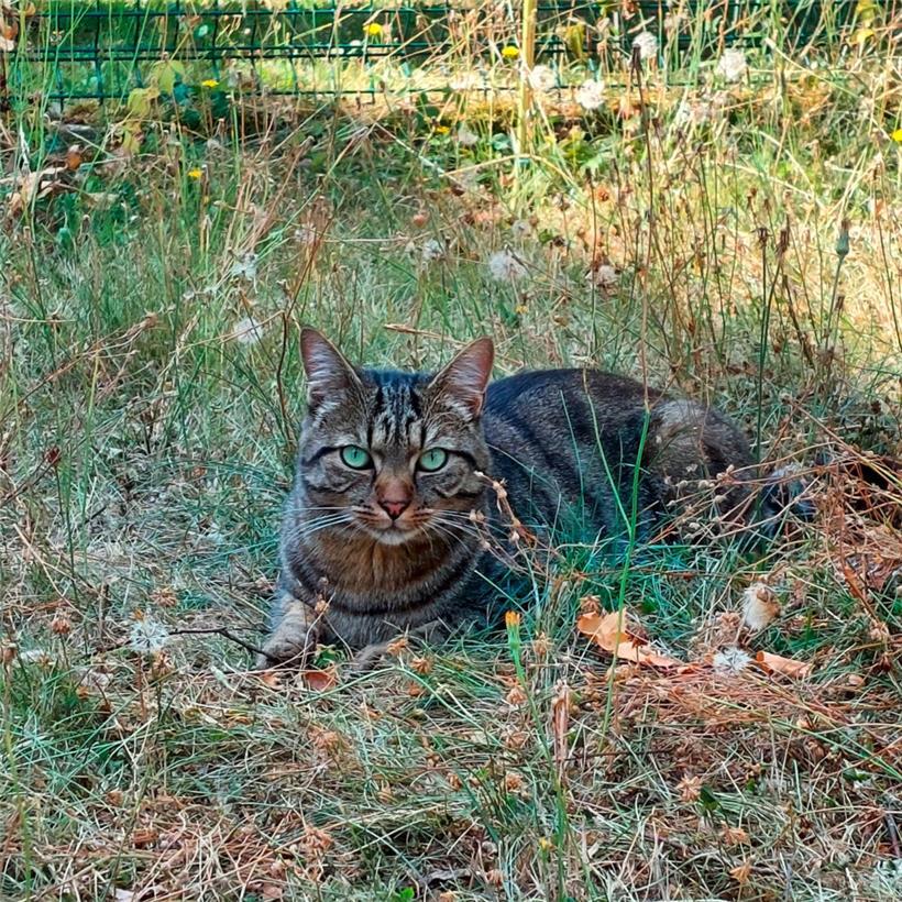 Katzen werden über 15 Jahre alt – Grund genug, sich vor einer Adoption einige Gedanken zu machen
