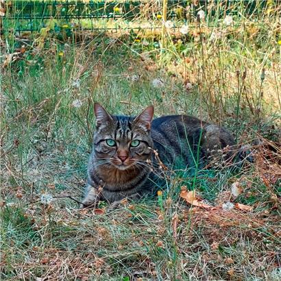 Katzen werden über 15 Jahre alt – Grund genug, sich vor einer Adoption einige Gedanken zu machen
