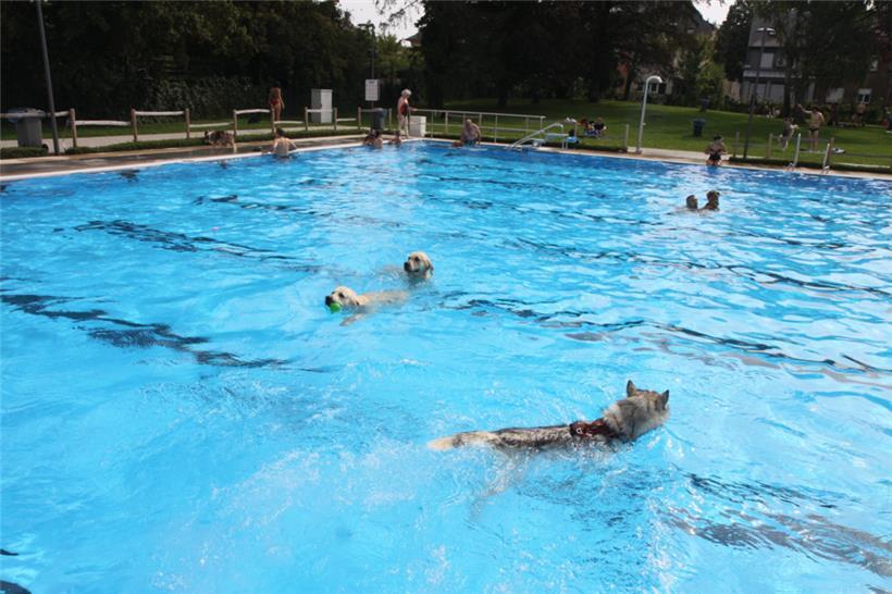 Katzen würden sich davor grausen, den Hunden macht’s Spaß