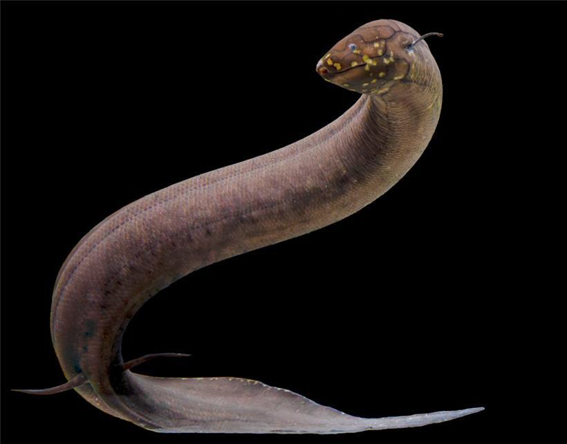 Kein anderes bekanntes Tier auf der Erde hat ein so großes Genom wie der Südamerikanische Lungenfisch
