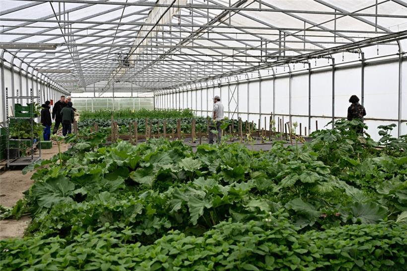 Keine Hektik: Unbeeindruckt von der Ladeneröffnung