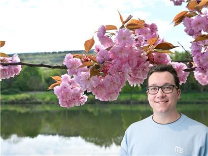 Kirschblüte in voller Pracht, zarte rosa Blüten an Ästen, kurze Blütezeit der Kirschbäume im Frühling