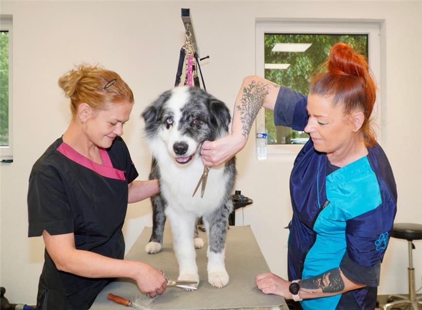 Kito, ein stattlicher elfjähriger Australian Shepherd, erstrahlt in neuem Glanz: Nach einer wohltuenden Fellpflege durch die Hundefriseurinnen Asienka und Katarzyna wurde seine dichte Unterwolle ausgebürstet und sein Schnitt neu definiert
