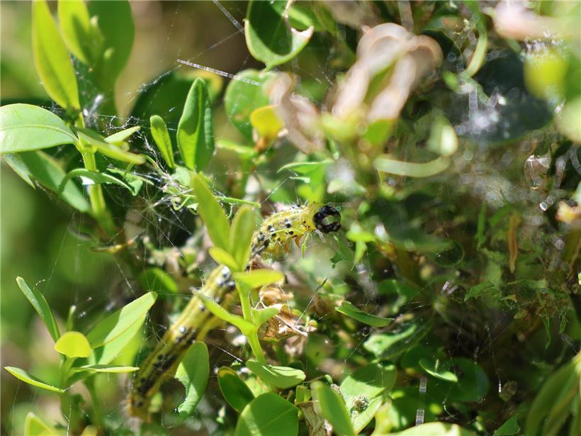 Buchsbaumzünsler frisst klebrige Fäden und angefressene Blätter am Buchsbaumzweig