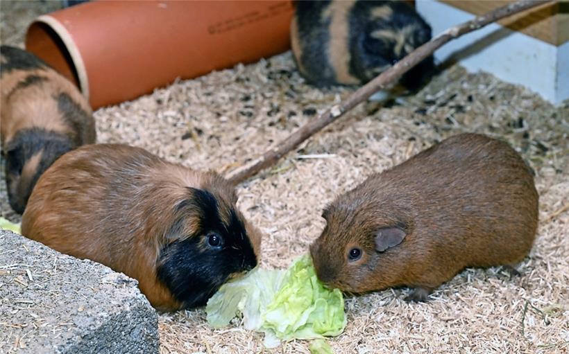 Klein, aber oho: Meerschweinchen sind ausgezeichnete Therapiehelfer
