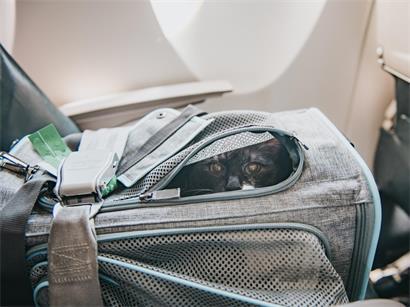 Kleine Hunde und Katzen dürfen bei Luxair in der Kabine mitfliegen