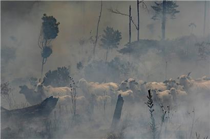 „Klima und Menschenrechte missachtet“: Eine Herde Rinder steht im Rauch während eines Brandes in der Region Nova Fronteira in Brasilien

