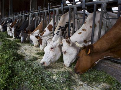 Milchprodukte von EKABE mit regionaler Kuhmilch aus Luxemburg oder alternative Milchquellen in der Produktion