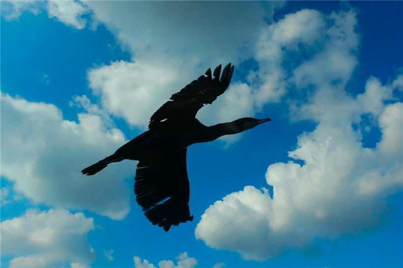 Kommt ein Vogel geflogen: Wo der Kormoran auftaucht, sollten Fische lieber ganz tief abtauchen
