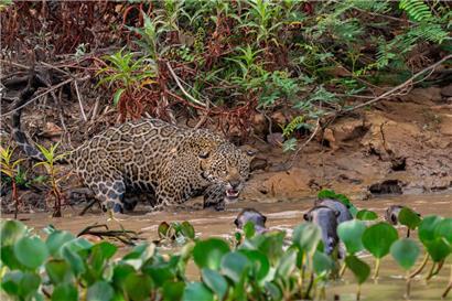 Konfrontation zwischen Jaguar und Riesenotter 
