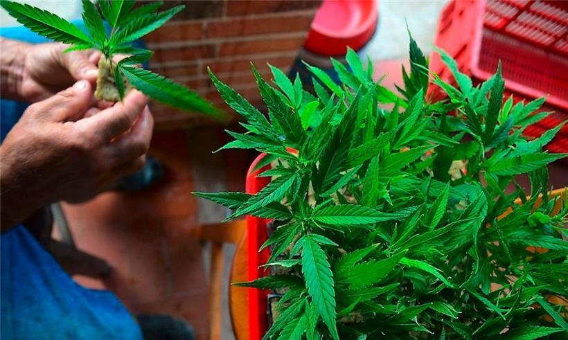 Konsumieren können künftig nur Menschen mit einem grünen Daumen und ganz viel Geduld
