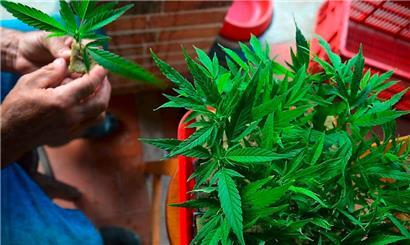 Konsumieren können künftig nur Menschen mit einem grünen Daumen und ganz viel Geduld
