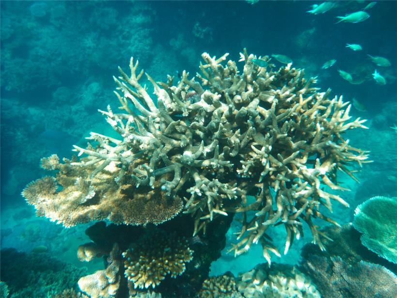 Korallen am Great Barrier Reef, die von der Korallenbleiche betroffen sind, vor der Küste von Cairns
