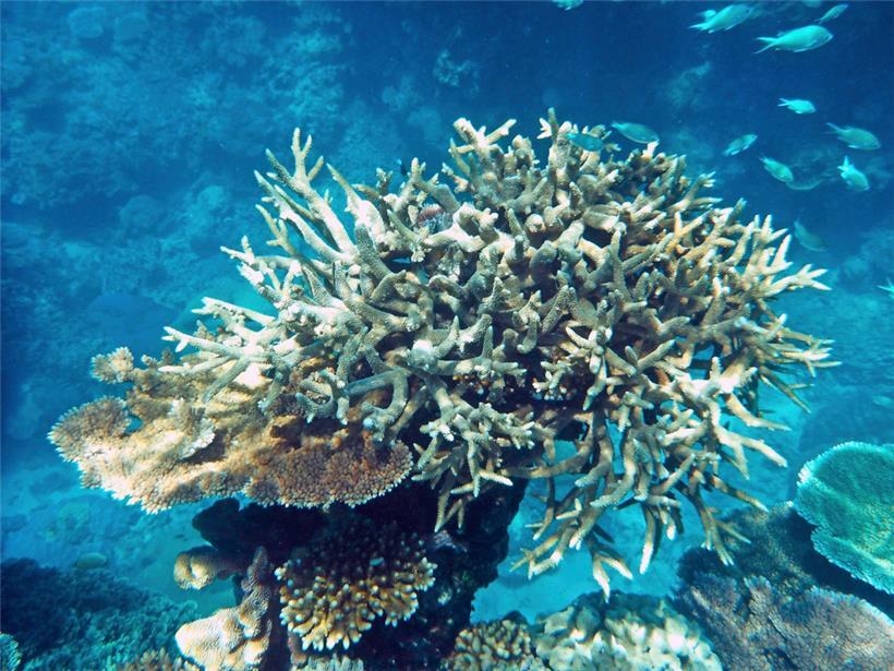 Korallen am Great Barrier Reef, die von der Korallenbleiche betroffen sind

