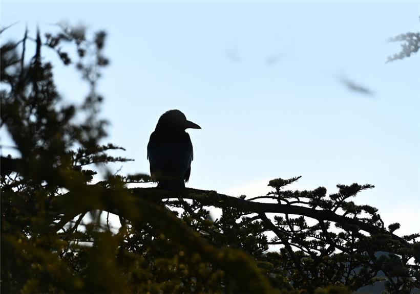 Krähen gelten als sehr intelligent, sind aber (dennoch) eher unbeliebt
