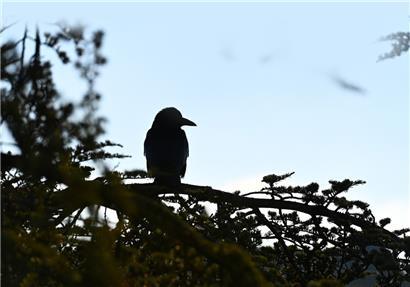 Krähen gelten als sehr intelligent, sind aber (dennoch) eher unbeliebt
