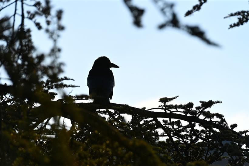 Krähen stehen hierzulande unter Natur- und Vogelschutz
