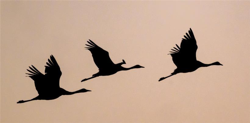 Kraniche (Grus grus) fliegen am Abendhimmel
