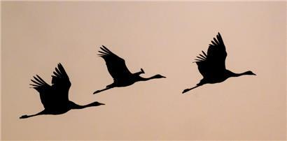 Kraniche (Grus grus) fliegen am Abendhimmel
