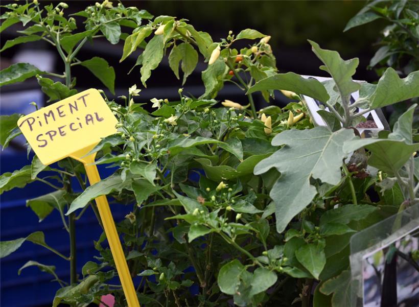 Küchenkräuter, Blumen und andere Pflanzen findet man auf dem „Stater Maart“