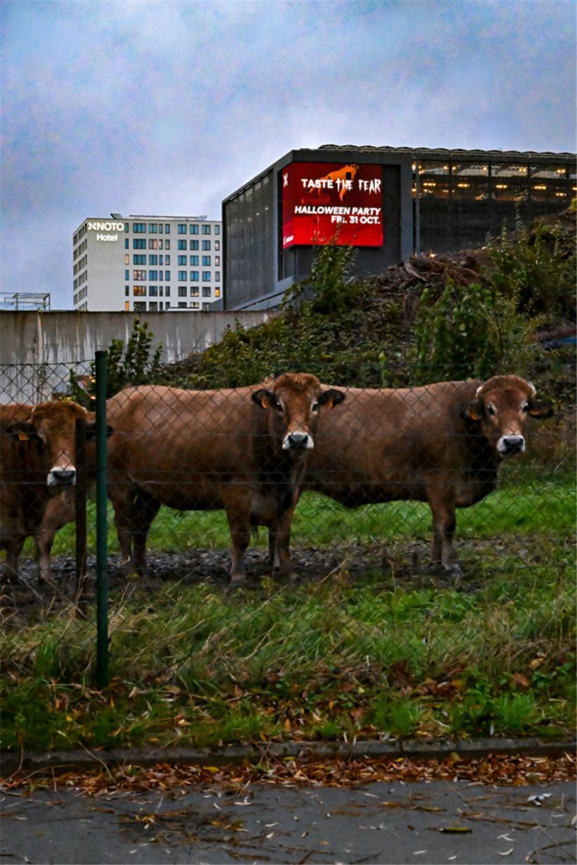 Kühe beobachten unseren Fotografen vor dem GridX-Komplex
