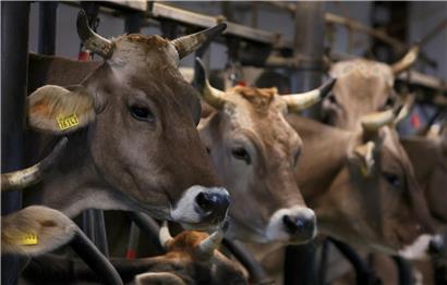 Kühe in Anbindehaltung auf einem ländlichen Bauernhofstall bei Tageslicht