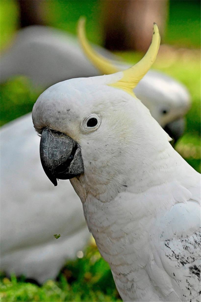 Läuft alles wieder im Gefieder? Wenn nicht, müssen Kakadus schnell zum tierärztlichen Notdienst.
