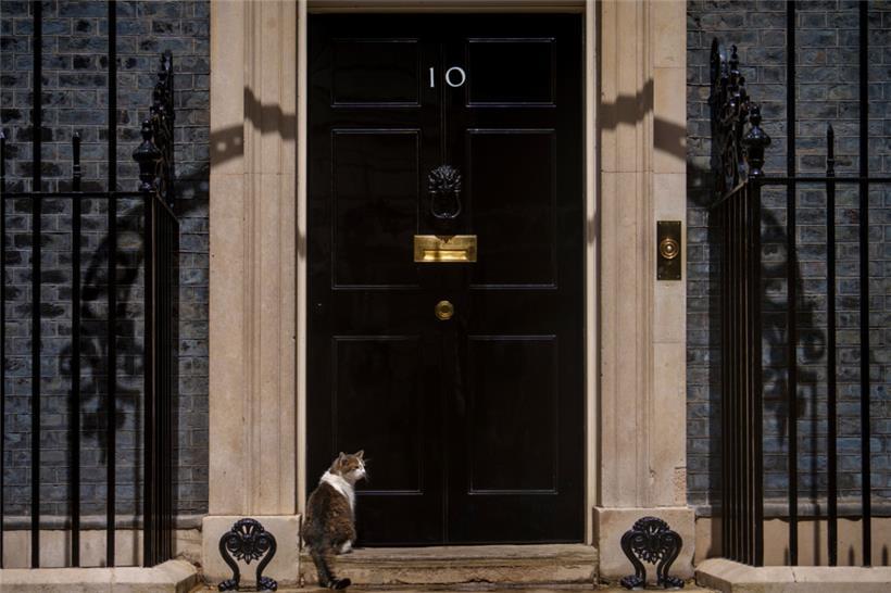 Larry the Cat, Großbritanniens oberster Mäusefänger und langjähriger Bewohner der offiziellen Residenz des britischen Premierministers
