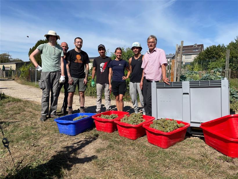 Laurent Kox (r.) und sein Team beim Auftakt der Weinlese