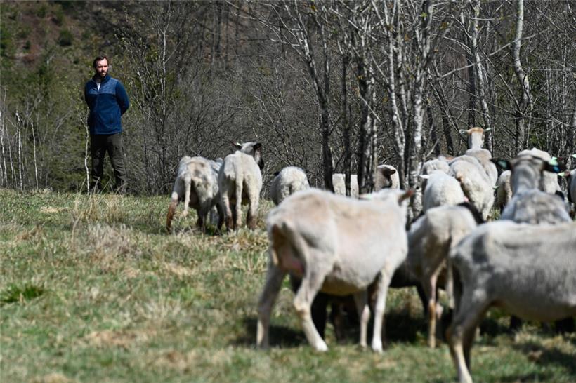 Laut Schäfer Florian Weber lassen sich die Schafe aus Respekt vor den Hunden die...
