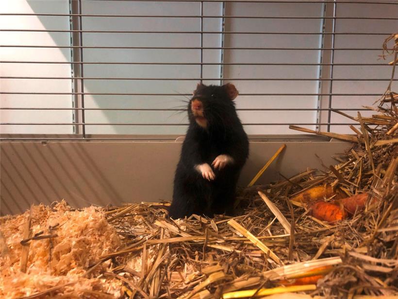 Laut WWF ist der Feldhamster eine der Arten, die weltweit vom Aussterben bedroht sind
