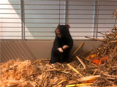 Laut WWF ist der Feldhamster eine der Arten, die weltweit vom Aussterben bedroht sind
