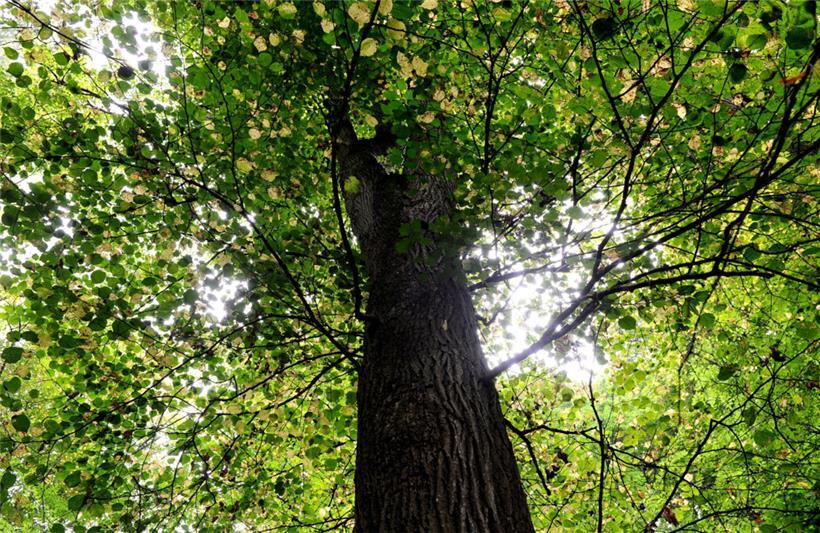 Lebensader Wald: Jeder Baum ist ein eigener Mikrokosmos
