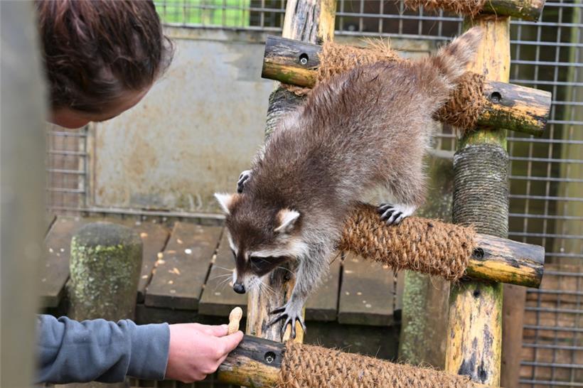Lena Righetto lockt den Waschbär mit einer Erdnuss an