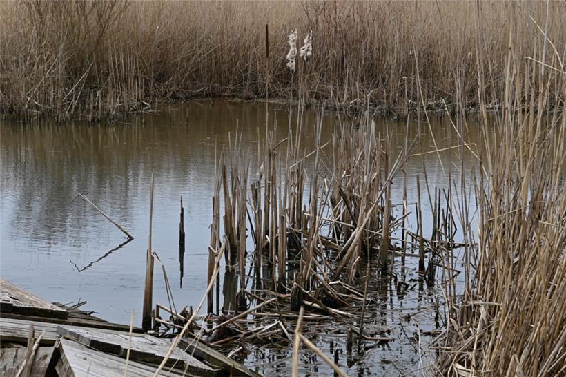 Letztes Jahr haben 52 Gruppen, überwiegend Schulklassen, das Biotop besucht. Zus...