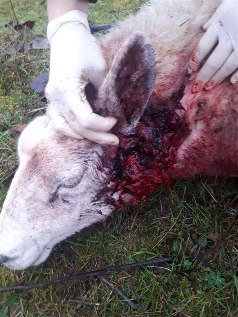 Lili nach dem Angriff