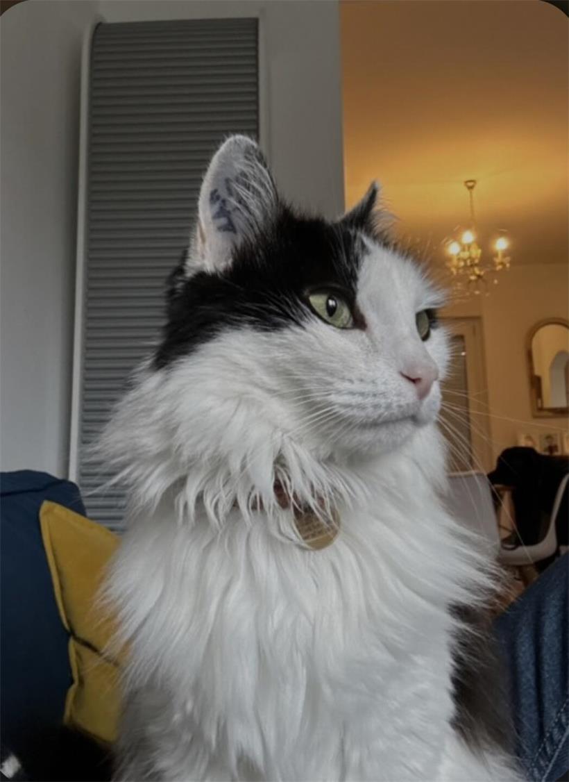 Das sind die beliebtesten Katzennamen in Luxemburg Linda (8) lebt in Luxemburg-Stadt