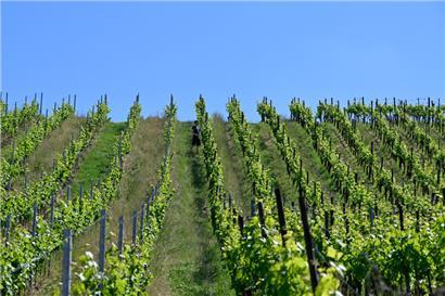 Links: Sauvignac. Rechts: Rivaner – unsere Parzelle grenzt an die jungen PIWI-Pflanzen, die Winzerin Corinne Kox 2022 angelegt hat
