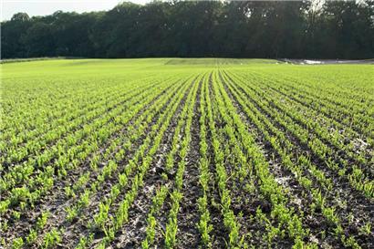 Linsen sind nahrhaft und wachsen relativ gut in Luxemburg
