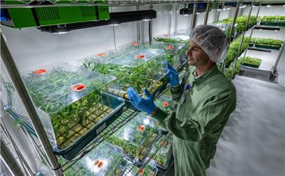 Luxemburg will medizinisches Cannabis zukünftig selbst produzieren
