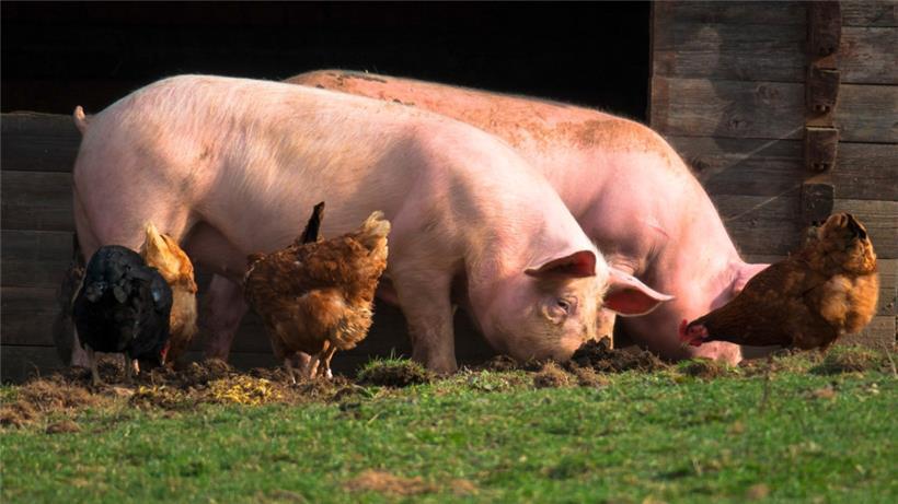 Luxemburger Landwirte sind in der Schweinezucht und in der Hühnerhaltung fast gänzlich auf Eiweißfutterimporte angewiesen
