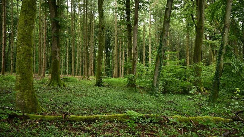 Luxemburgs Landesfläche besteht zu über einem Drittel aus Wald. Etwas mehr als die Hälfe davon ist in Privatbesitz. 
