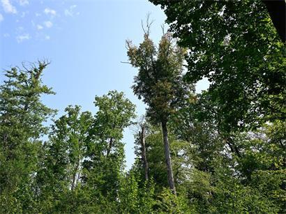 Luxemburgs Wald geht es gerade nicht so gut – neue Bäume sollen die Wälder stärken