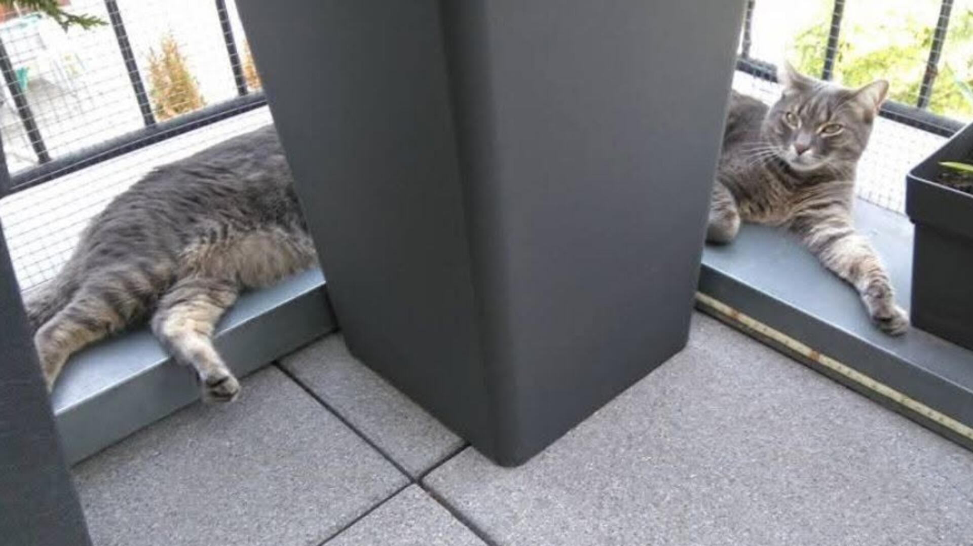 Luxemburgs längste Katze: Gizmo liegt rechts, das Hinterteil gehört zu seinem Mitbewohner